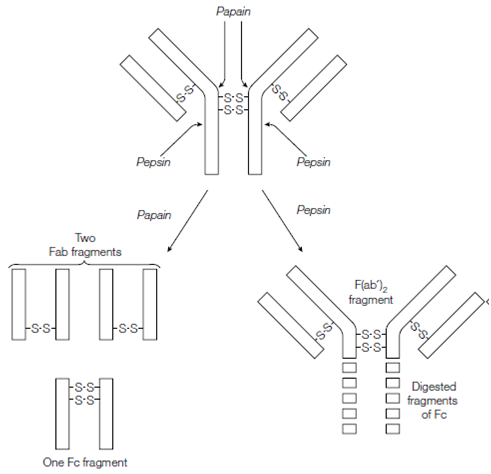 1595_Fab and Fc fragments.png